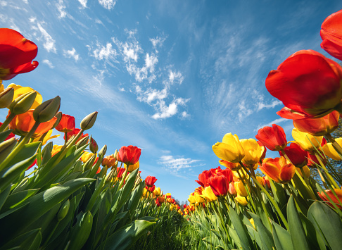 Yellow and red tulip field on a sunny day. View from below.