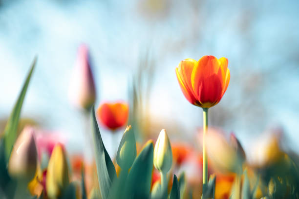 Colorful Tulips Close-up of an orange tulip head. saturated color stock pictures, royalty-free photos & images