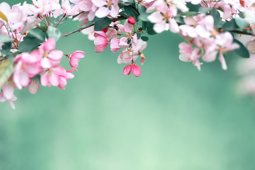 Spring background with blooming branch.