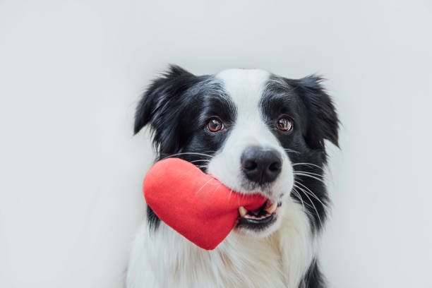 concetto di san valentino. ritratto divertente cucciolo carino cane border collie tenendo il cuore rosso in bocca isolato su sfondo bianco, primo piano. cane adorabile innamorato il giorno di san valentino dà un regalo - flirting humor valentines day love foto e immagini stock