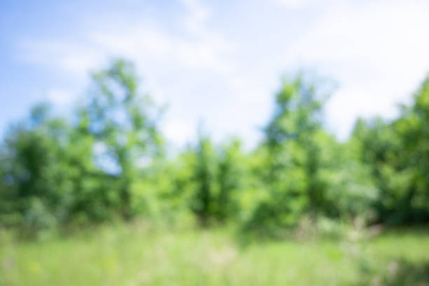 Summer or spring natural blurry landscape. defocused green forest.