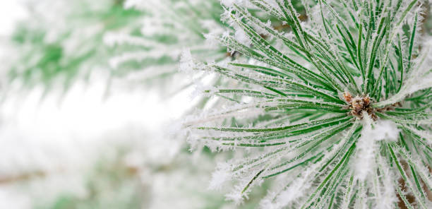 istock macro green pine branch and snow outside 1364238304