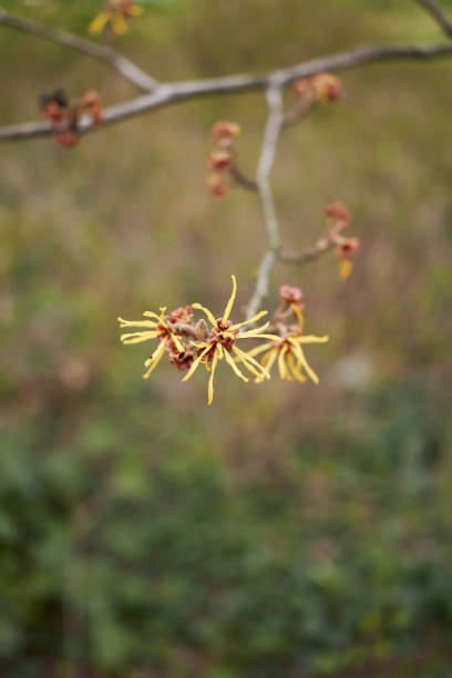 istock Hamamelis virginiana in bloom 1364239109