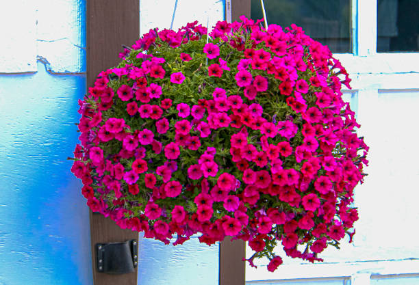 istock hanging basket bright red magenta flowers white wall background 1364239790