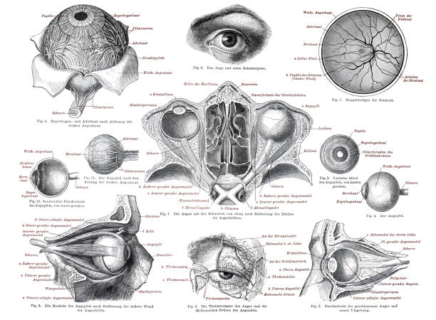 Human anatomy of the eye or eyes. anatomy illustration of the human eyes Human anatomy of the eye or eyes. anatomy illustration of the human eyes cerebellum illustrations stock illustrations