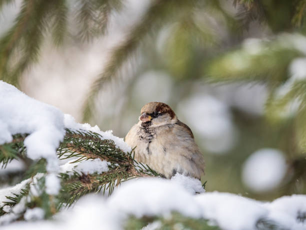 istock Sparrow sits on a fir branch with snow in winter 1364239923