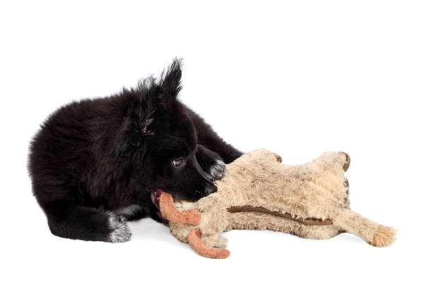 fluffy black puppy chewing on dog toy, lying sideways. - new media imagens e fotografias de stock