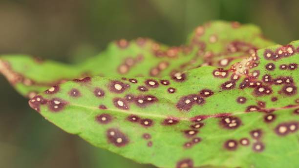 Plant leaf damaged by a fungus. Mycosphaerellaceae are a family of sac fungi. They affect many common plants, such as eucalyptus, the myrtle family, and the Proteaceae. Traces Of Defeat By Leaf Leaves. Plant Disease. hoja de la planta dañada por un hongo. mycosphaerellaceae es una familia de hongos del saco. afectan a muchas plantas comunes, como el eucalipto, la familia del mirto y las proteaceae. rastros de derrota por hojas de hoja. enfermedades de las plantas