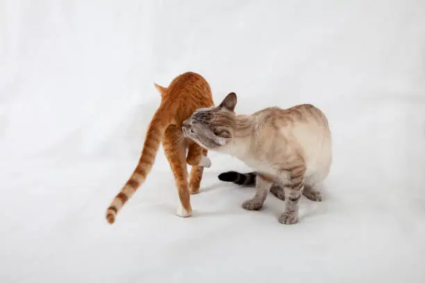 friendly cat communication, cat greeting