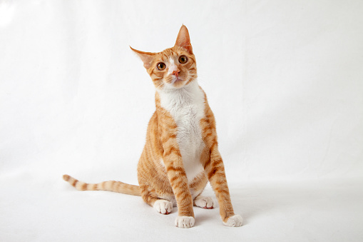 One little red kitten sitting isolated on a white background.