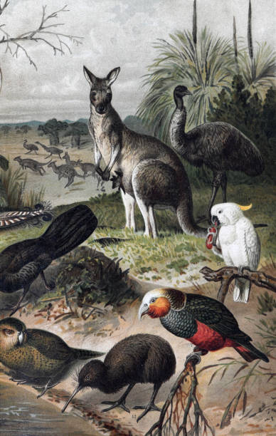 Vintage wildlife collection with kangaroo, toucan, parrot, deer wild animals. illustration of wildlife set in tropical setting. hand drawn.