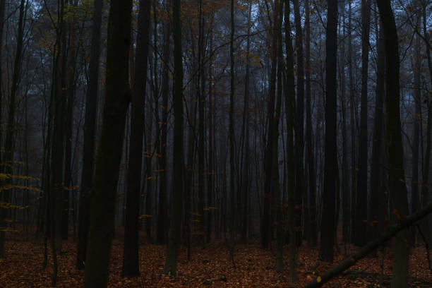 istock Mystical trees in misty forest at dawn in winter 1364244435