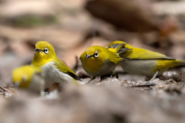 istock Flock of Indian white-eye 1364245087