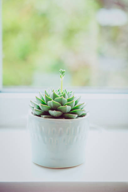 Flowering Molded wax agave, Echeveria agavoides, or lipstick echeveria