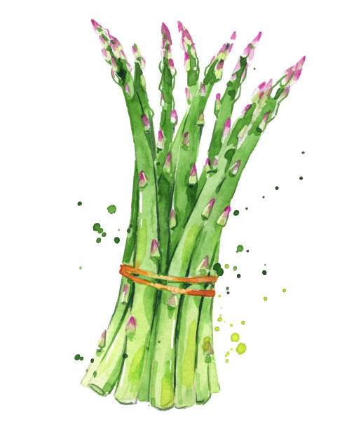 ilustraciones, imágenes clip art, dibujos animados e iconos de stock de ilustración en acuarela de espárragos - asparagus