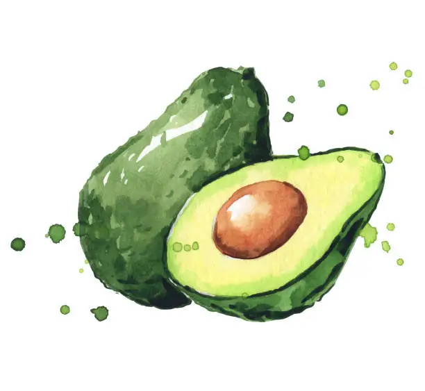 Vector illustration of Avocado watercolor illustration