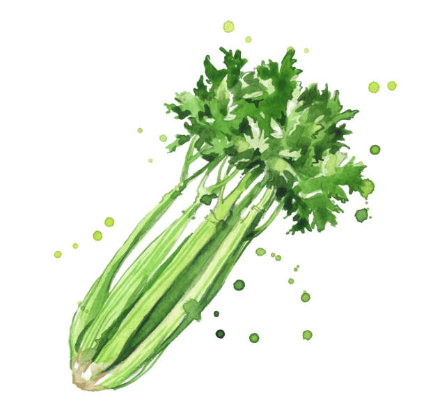 ilustracja akwareli selera - celery vegetable illustration and painting vector stock illustrations