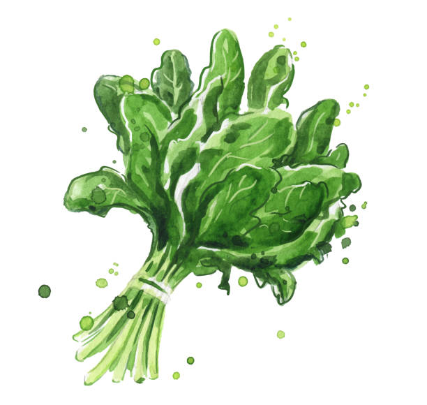 ilustrações de stock, clip art, desenhos animados e ícones de spinach watercolor illustration - espinafres