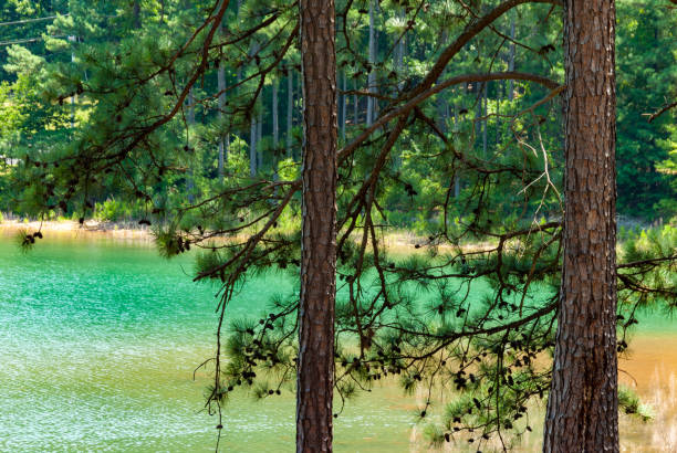 170+ Southern Pines Photos Stock Photos, Pictures & Royalty-Free Images ...