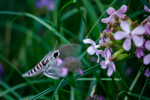 A hawkmoth during a flight at a flower in the evening