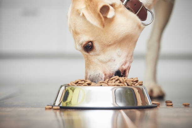 istock Dog eating granule from metal bowl 1364248509