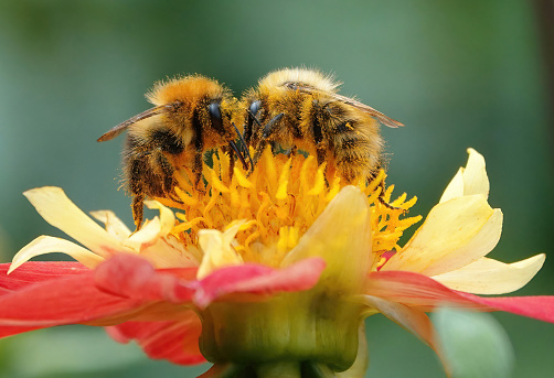 Una foto notable de dos abejorros que se enfrentan cara a cara mientras recogen el polen de una cabeza de flor amarilla y roja en un jardín. photo