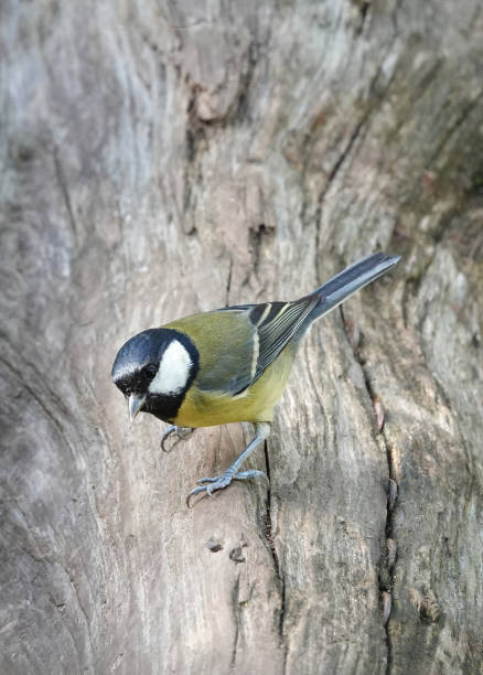 istock A delightful close-up shot of a great tit bird perching on an old tree trunk. 1364248766