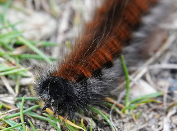istock A remarkable close-up high angle image of a fox moth caterpillar raising its head as it crawls along the ground. 1364249457
