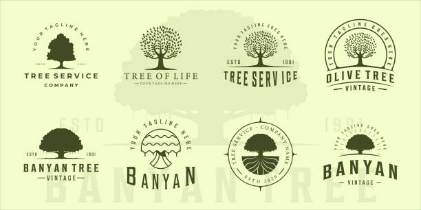 set of olive or banyan tree  vintage vector illustration template icon graphic design. bundle collection retro green eco and plant environment nature sign or symbol for company with typography set of olive or banyan tree  vintage vector illustration template icon graphic design. bundle collection retro green eco and plant environment nature sign or symbol for company with typography big tree stock illustrations