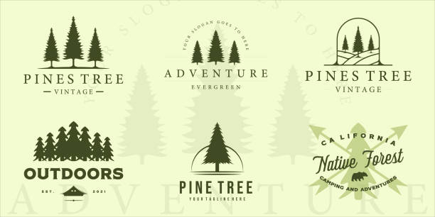 illustrations, cliparts, dessins animés et icônes de ensemble de pine tree vintage vector illustration template icon graphic design. collection de faisceaux de divers pins végétaux rétro avec typographie - pinède