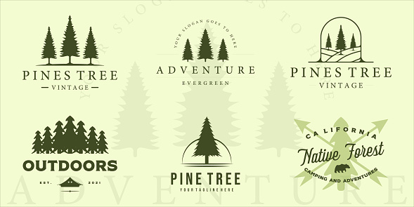 set of pine tree  vintage vector illustration template icon graphic design. bundle collection of various retro plant pines with typography