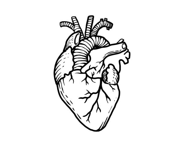 the human heart in outline illustration. the human heart in outline illustration. organ anatomy of a human on white background. a minimal vector in black. biology stock illustrations