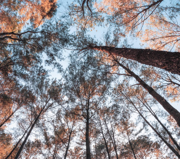 Pine trees in autumn forest on conservation area at evening