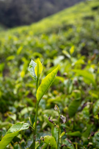 istock Beautiful green tea plantation 1364252495