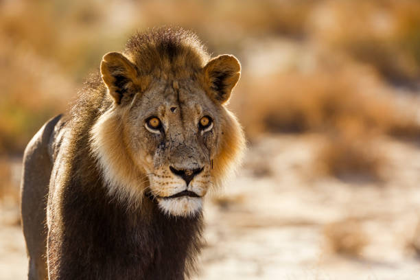 африканский лев в трансграничном парке кгалагади, южная африка - lion morning animal head front view стоковые фото и изображения