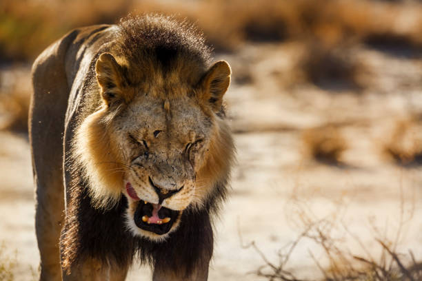 африканский лев в трансграничном парке кгалагади, южная африка - lion morning animal head front view стоковые фото и изображения