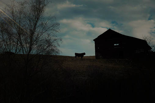 Single cow on a hill during sunset and silhouette of a barn