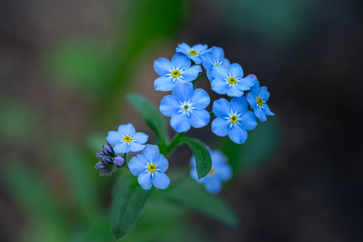 Adorable blue forget-me-nots blooming in spring
