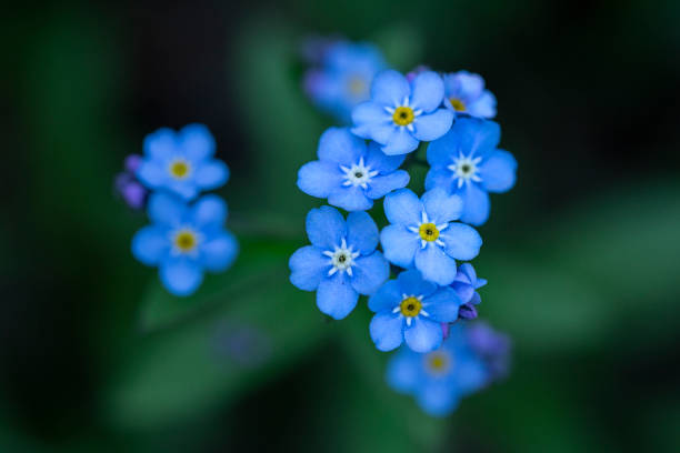 istock Adorable blue forget-me-nots blooming in spring 1364253099