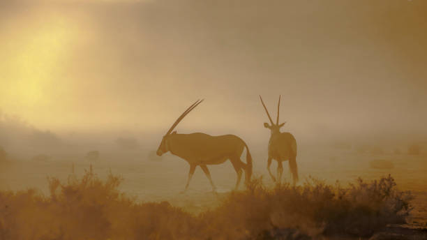 oryx sudafricano nel parco transfrontaliero kgalagadi, sudafrica - kalahari gemsbok national park foto e immagini stock