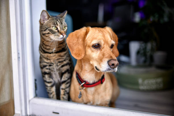 hund und katze als beste freunde, gemeinsam aus dem fenster schauen - hauskatze stock-fotos und bilder