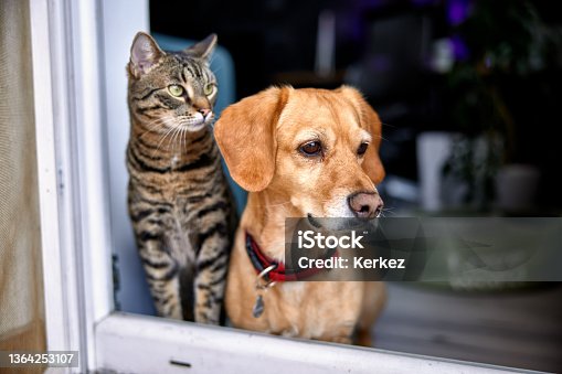 istock dog and cat as best friends, looking out the window together 1364253107