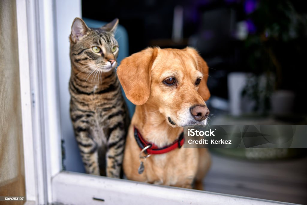 dog and cat as best friends, looking out the window together Dog Stock Photo