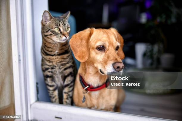 Dog And Cat As Best Friends Looking Out The Window Together Stock Photo - Download Image Now