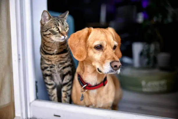 Photo of dog and cat as best friends, looking out the window together