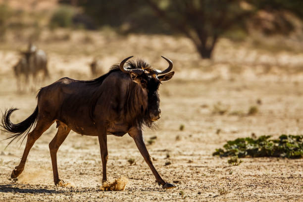 istock Blue wildebeest in Kgalagadi transfrontier park, South Africa 1364254002