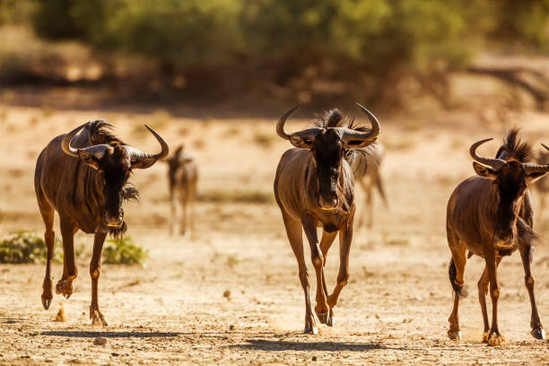 istock Blue wildebeest in Kgalagadi transfrontier park, South Africa 1364254351