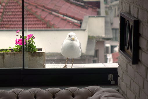 Single bird waiting for food by the window in Istanbul