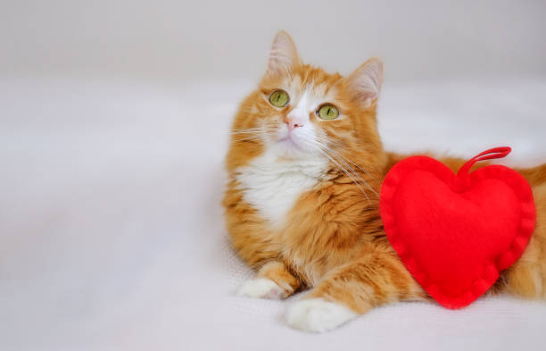 istock Ginger cat and red toy heart, cat and love, copy space 1364257749