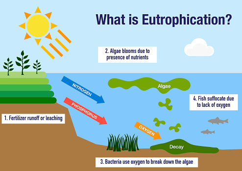 The eutrophication process explained step by step